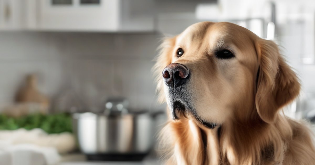 Dogs With Food Allergies More Often Given Oil Supplements