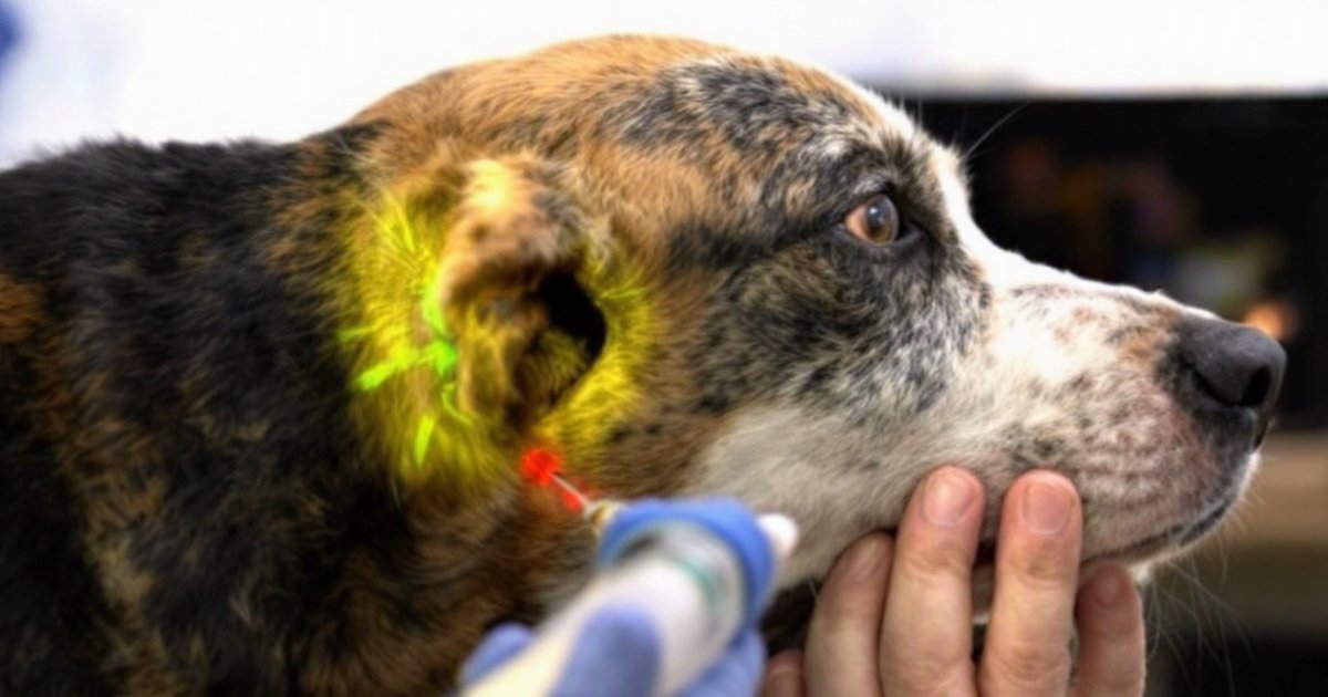 Veterinarian using ultrasound guidance to perform a nerve block on a dog's neck for pain management