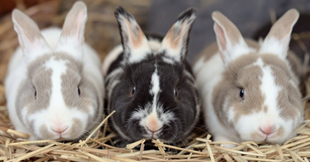 Close-up of a flat-faced rabbit illustrating rabbit head shape assessment for brachycephaly and welfare