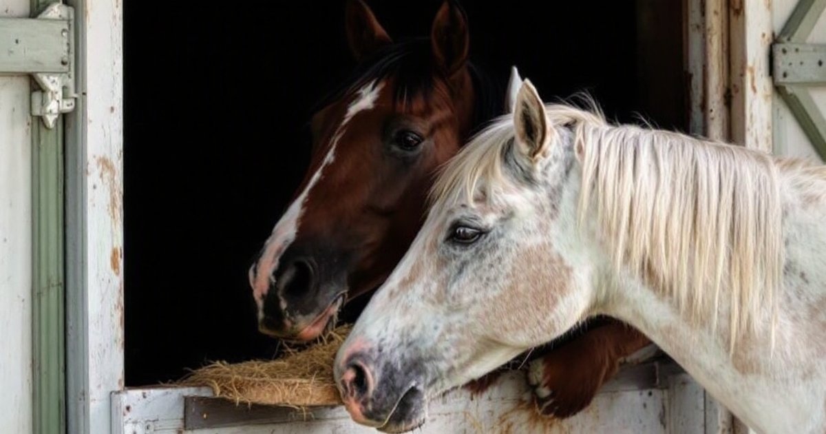 Horse and pony eating hay at a stable, illustrating equine appetite and feeding behavior