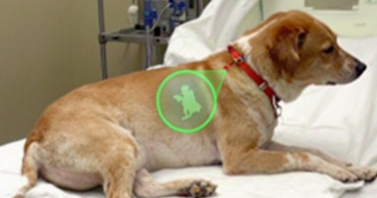 Veterinarian using an ultrasound probe on a dog's chest to check for a collapsed lung in an emergency setting