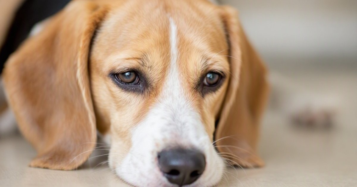 Dog scratching its skin, illustrating canine skin allergies and oclacitinib versus steroid treatment