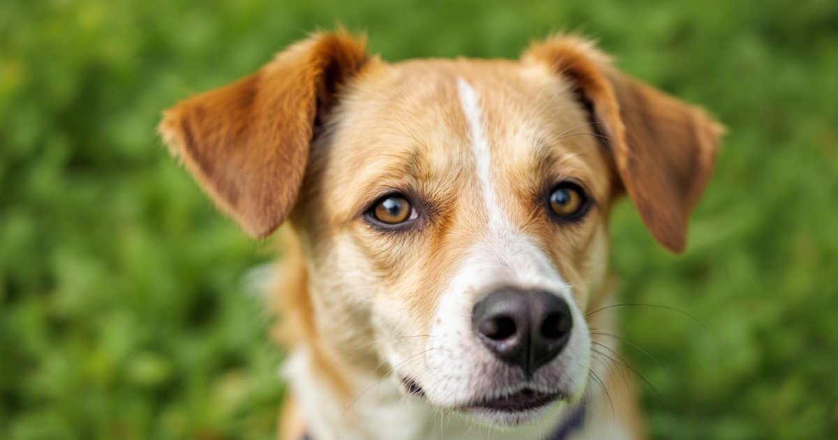 Shelter dog resting in a kennel, illustrating stress recognition and welfare assessment in dogs