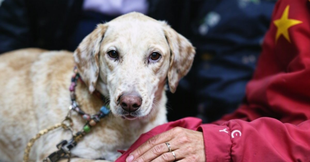 Companion animals in China representing gaps in criminal law for animal cruelty protection and welfare