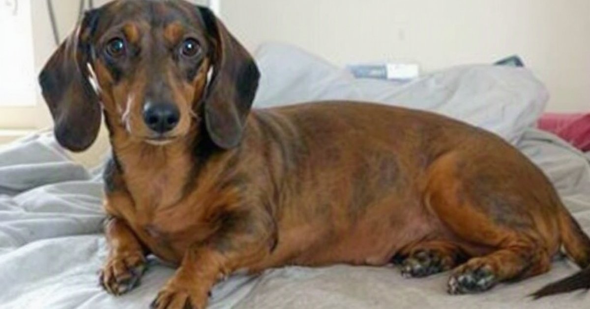 Pregnant Dachshund resting at a veterinary clinic, representing emergency care for anemia during pregnancy